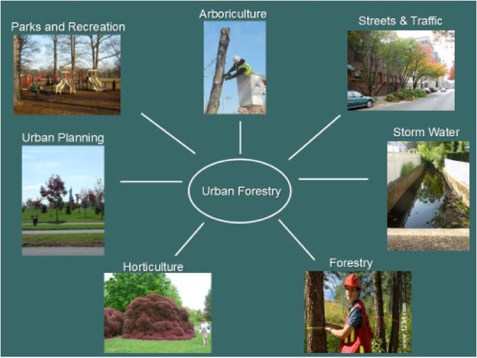 image of various careers in urban forestry like parks and recreation, arboriculture, streets and traffic, storm water, forestry, horticulture, and urban planning